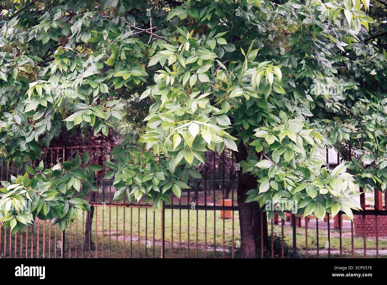 Alberi urbani circondati da edifici. Le cime verdi degli alberi sorgono tra l'architettura della città, mescolando natura e vita urbana. Foto Stock