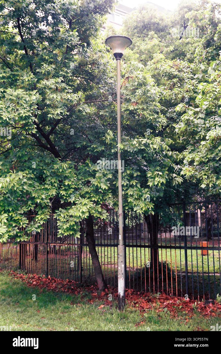 Alberi urbani circondati da edifici. Le cime verdi degli alberi sorgono tra l'architettura della città, mescolando natura e vita urbana. Foto Stock