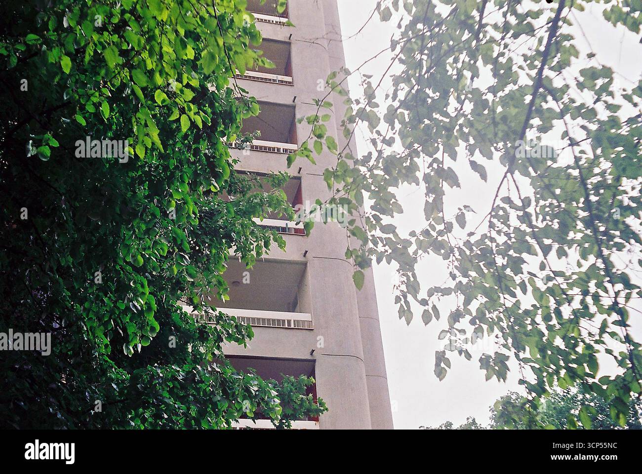 Alberi urbani circondati da edifici. Le cime verdi degli alberi sorgono tra l'architettura della città, mescolando natura e vita urbana. Foto Stock