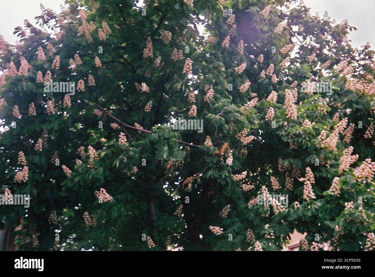 Alberi urbani circondati da edifici. Le cime verdi degli alberi sorgono tra l'architettura della città, mescolando natura e vita urbana. Foto Stock