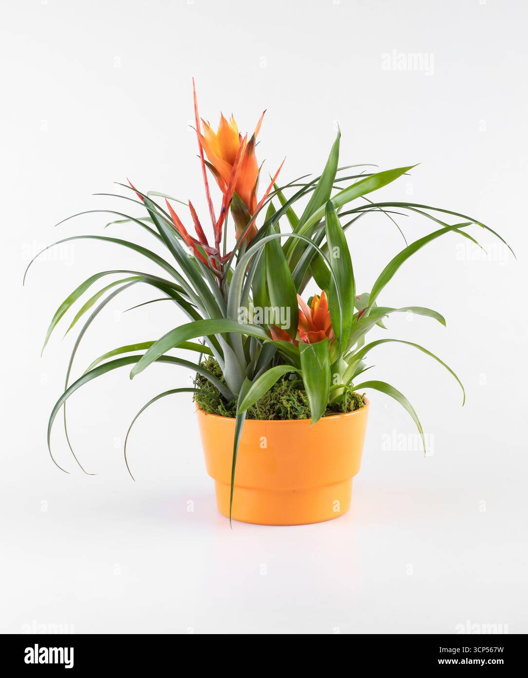 Arancio ananas sfondo naturale isolato con percorso di ritaglio Foto Stock
