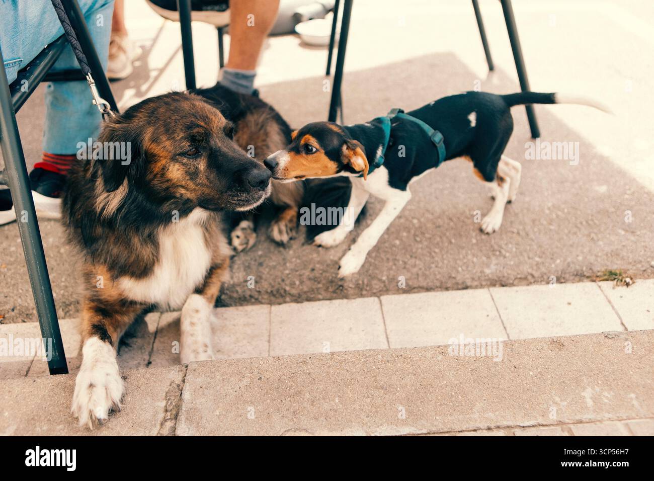Due cani amabili si salutano in una strada cittadina, impegnandosi in un tipico comportamento sociale canino. Ambiente urbano, sincero momento di interazione con gli animali. Foto Stock