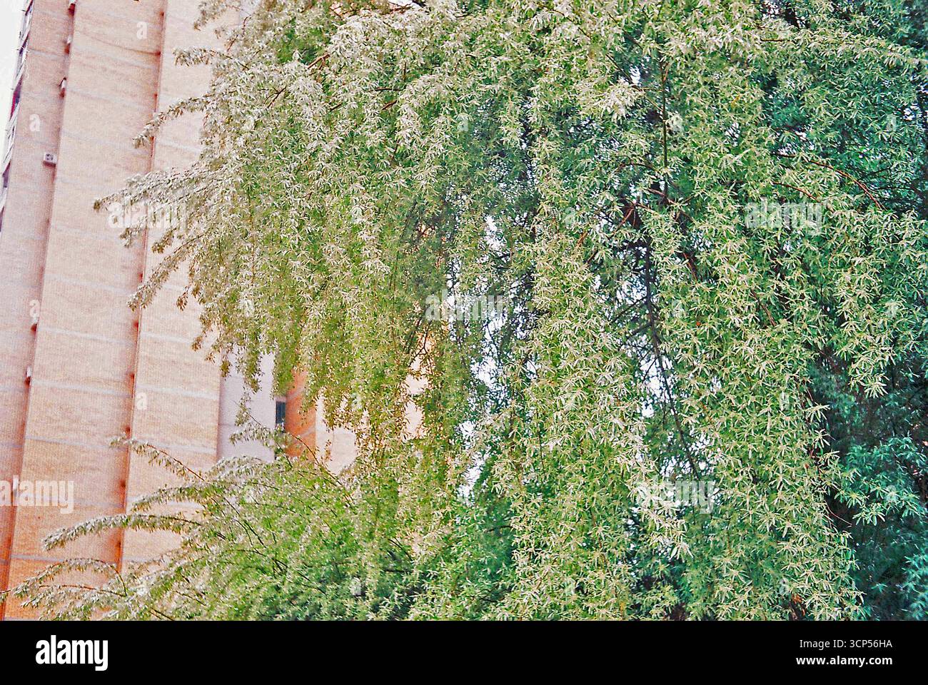 Alberi urbani circondati da edifici. Le cime verdi degli alberi sorgono tra l'architettura della città, mescolando natura e vita urbana. Foto Stock