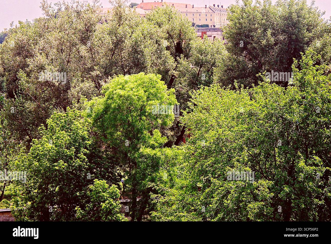 Alberi urbani circondati da edifici. Le cime verdi degli alberi sorgono tra l'architettura della città, mescolando natura e vita urbana. Foto Stock
