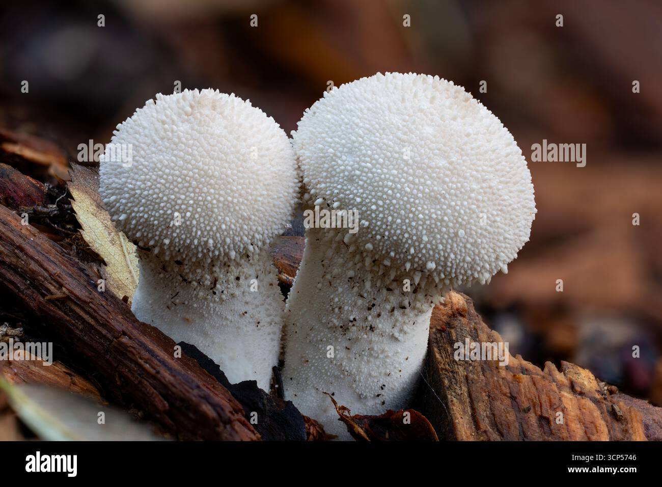 Comuni corpi fruttiferi di palla di puffball Foto Stock