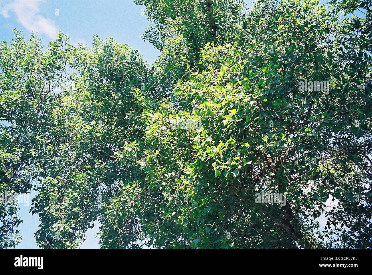 Alberi urbani circondati da edifici. Le cime verdi degli alberi sorgono tra l'architettura della città, mescolando natura e vita urbana. Foto Stock