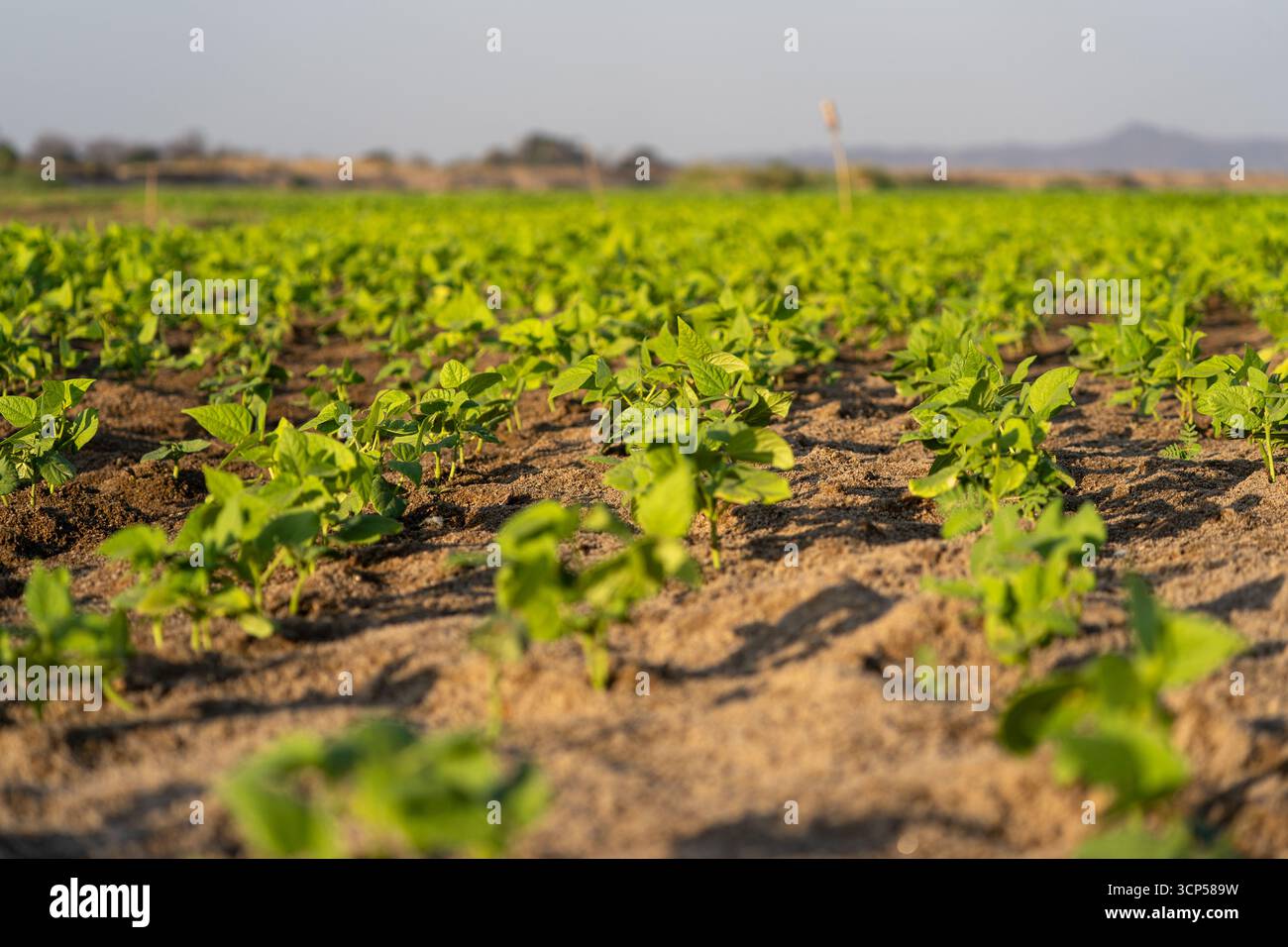 Coltivazione di terreni agricoli del fiume Revuboe in Mozambico Foto Stock