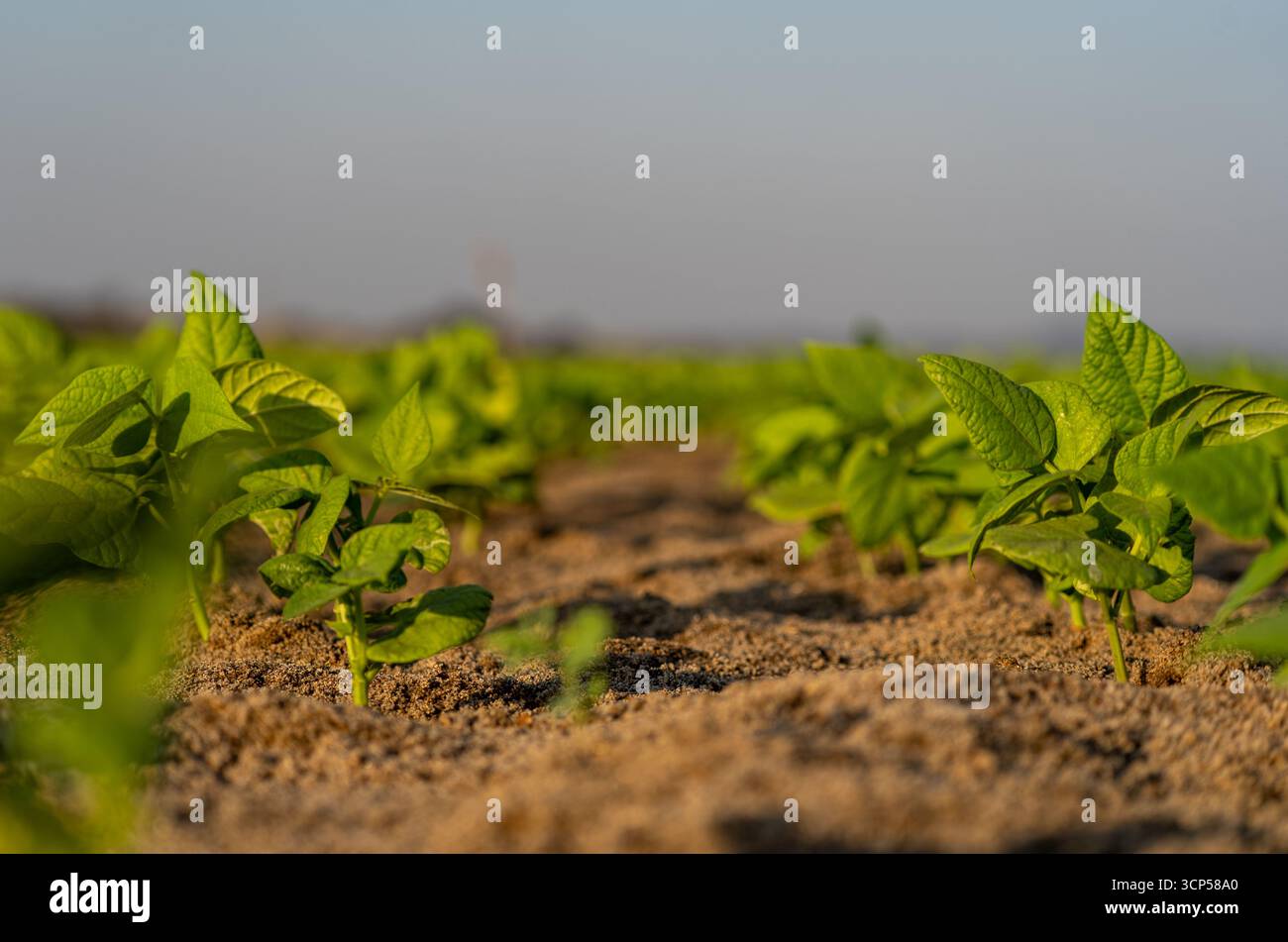Primo piano della coltivazione delle piante del fiume Revuboe in Mozambico Foto Stock
