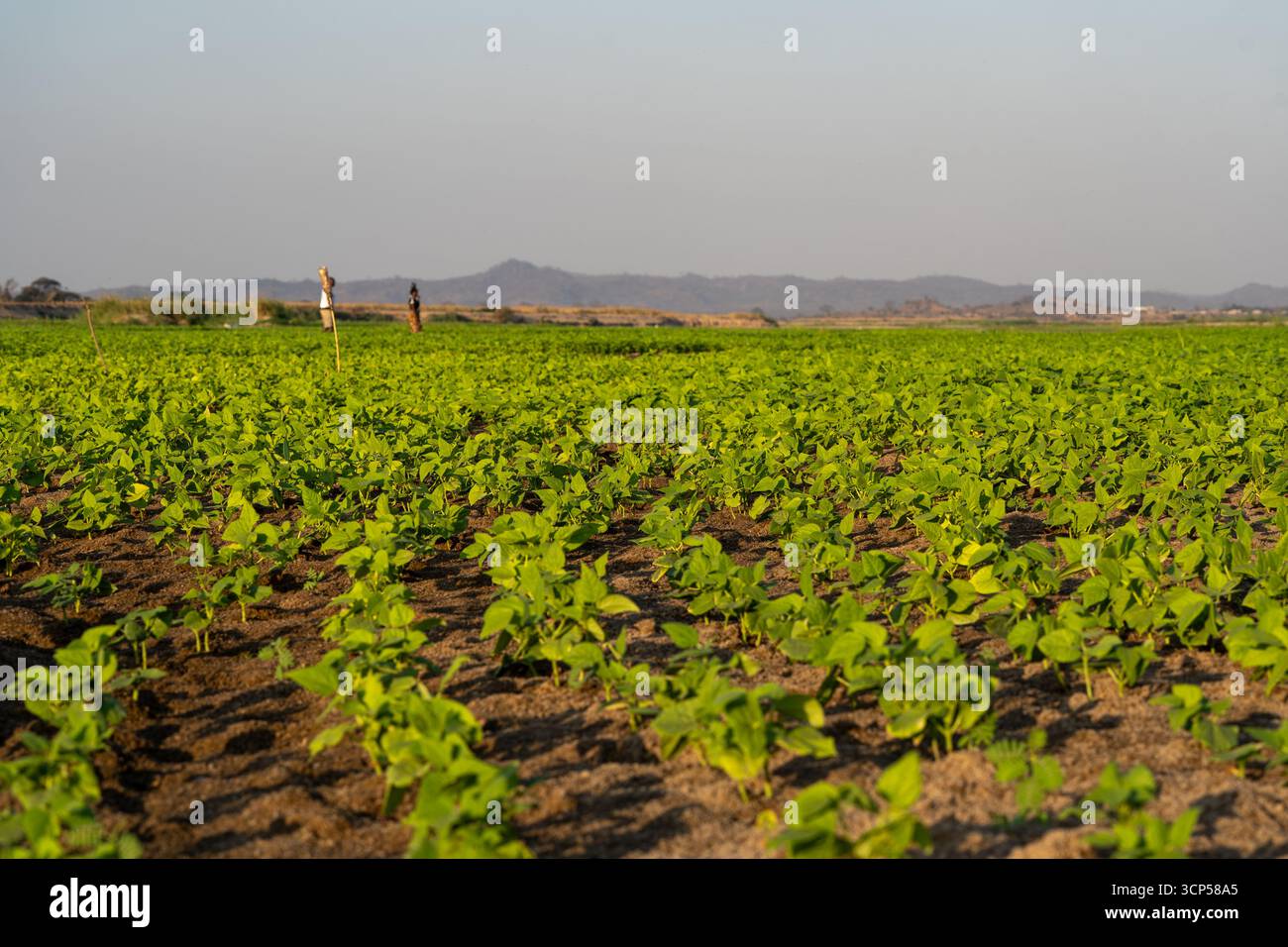 Coltivazione di terreni agricoli del fiume Revuboe in Mozambico Foto Stock