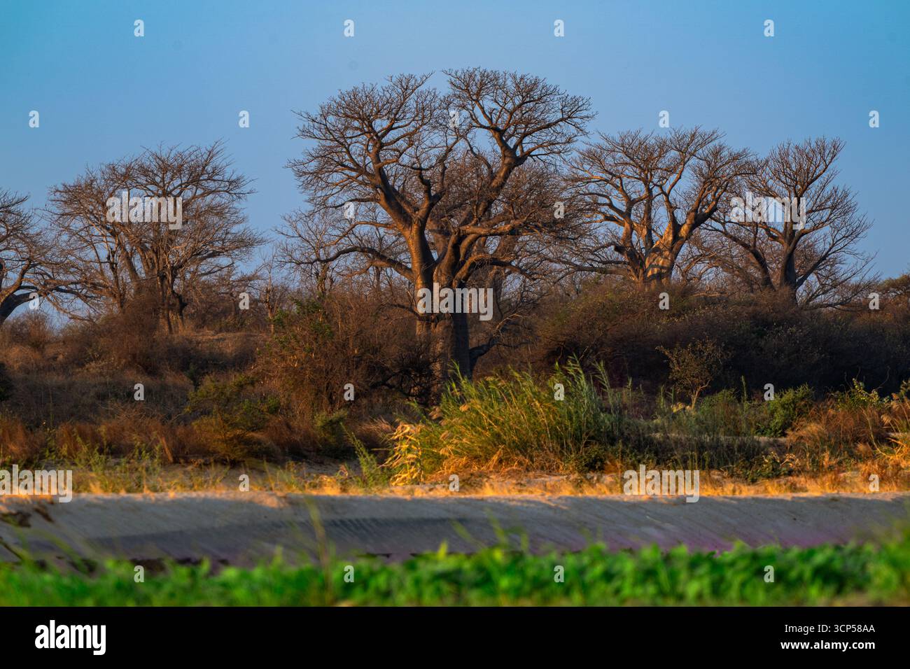 Paesaggio di alberi di baobab presso il fiume Revuboe in Mozambico durante l'ora d'oro Foto Stock