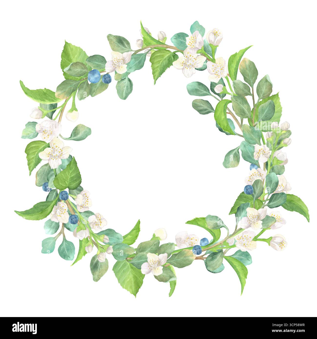 Ghirlanda floreale di gelsomino e calici di eucalipto. Fiori bianchi e foglie verdi. Cornice floreale circolare. Clipart del giardino. Disegnato a mano Foto Stock