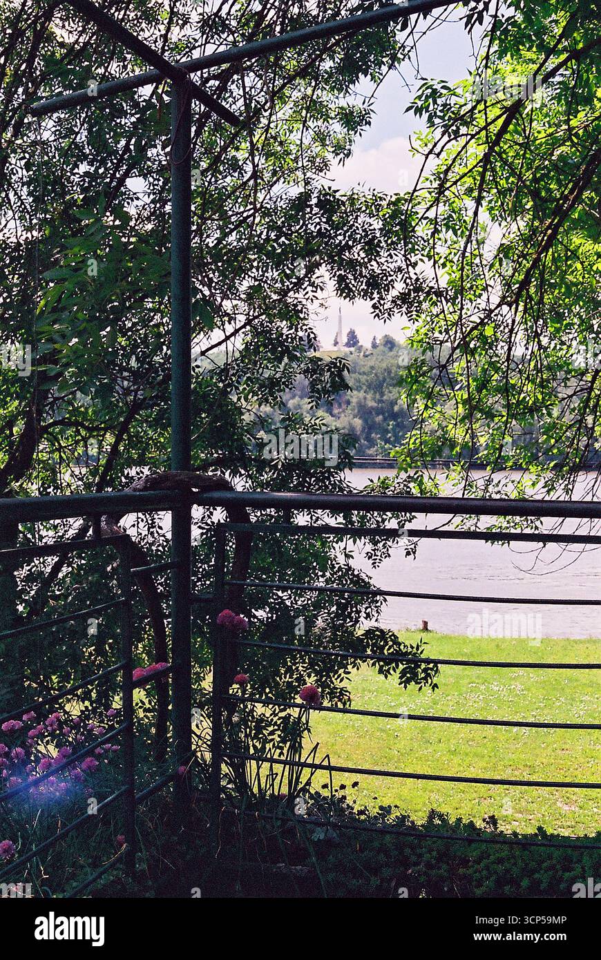 Vista della riva del Danubio attraverso i rami di alberi da una terrazza. La lussureggiante erba verde lungo la riva crea una tranquilla scena naturale. Foto Stock