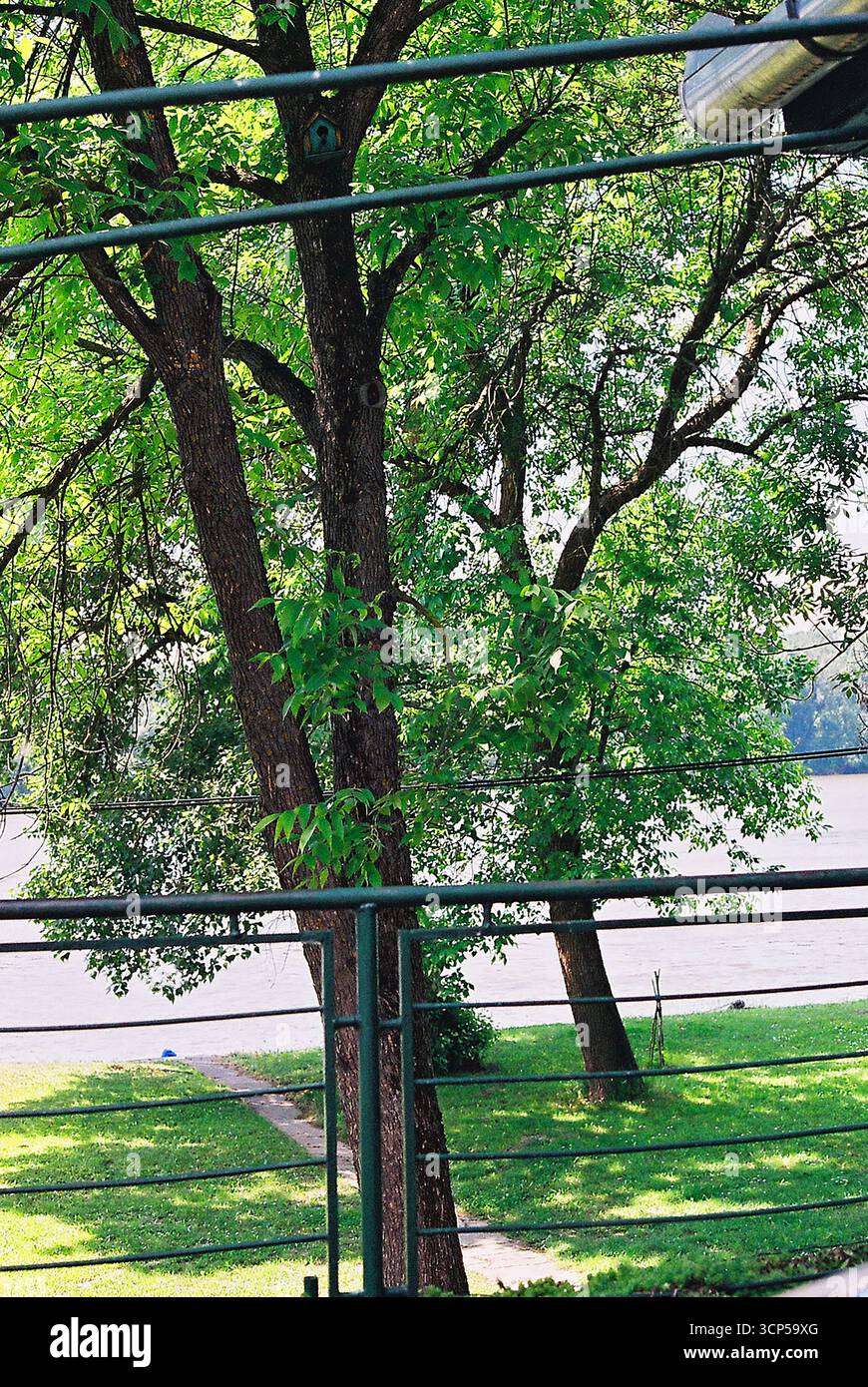 Vista della riva del Danubio attraverso i rami di alberi da una terrazza. La lussureggiante erba verde lungo la riva crea una tranquilla scena naturale. Foto Stock