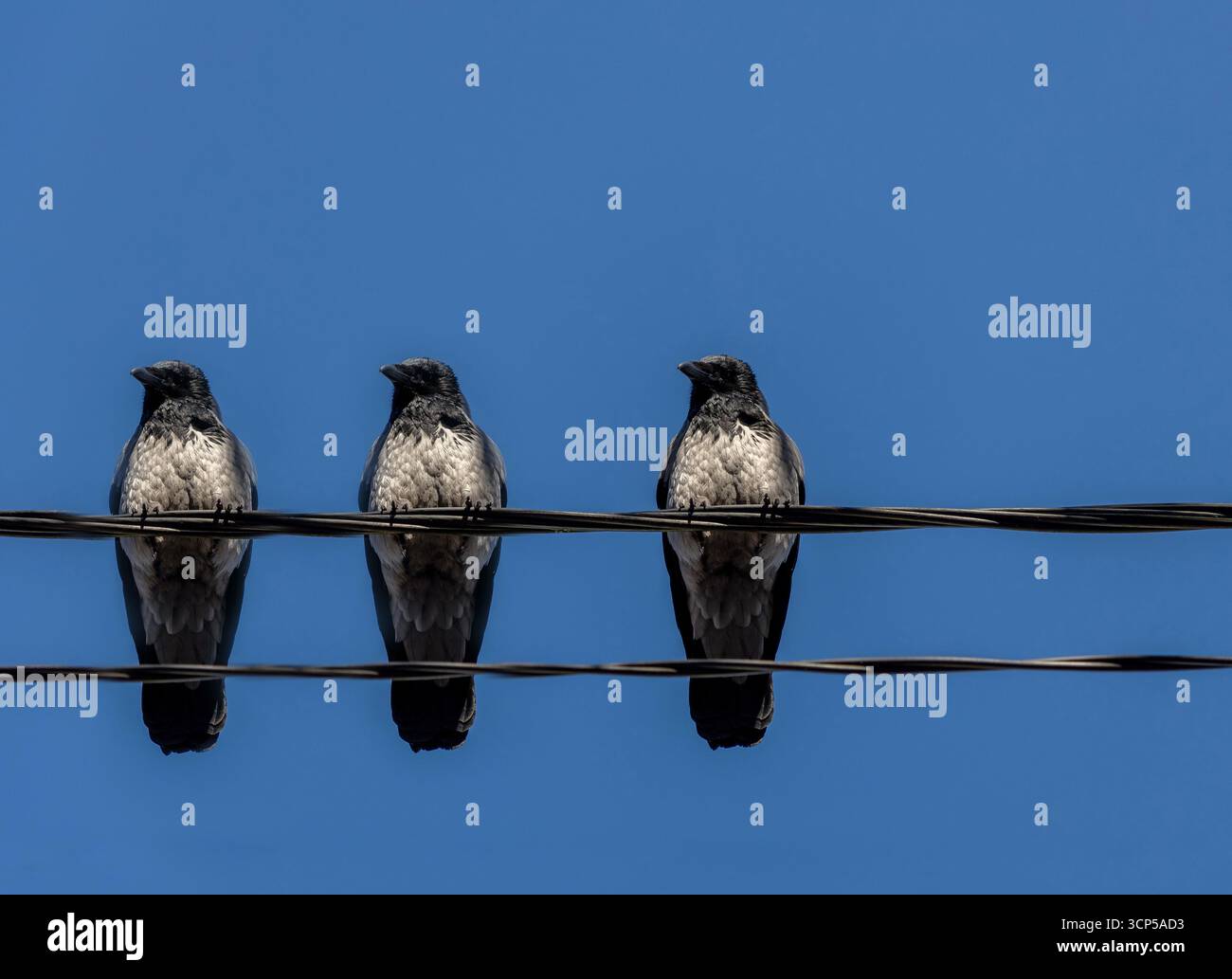 Corvi grigi seduti ad angolo basso, sfondo blu del cielo Foto Stock