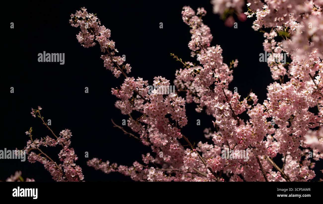 Il ramo del ciliegio orientale o sakura contro il cielo scuro durante il Festival della fioritura dei ciliegi di Hirosaki Foto Stock