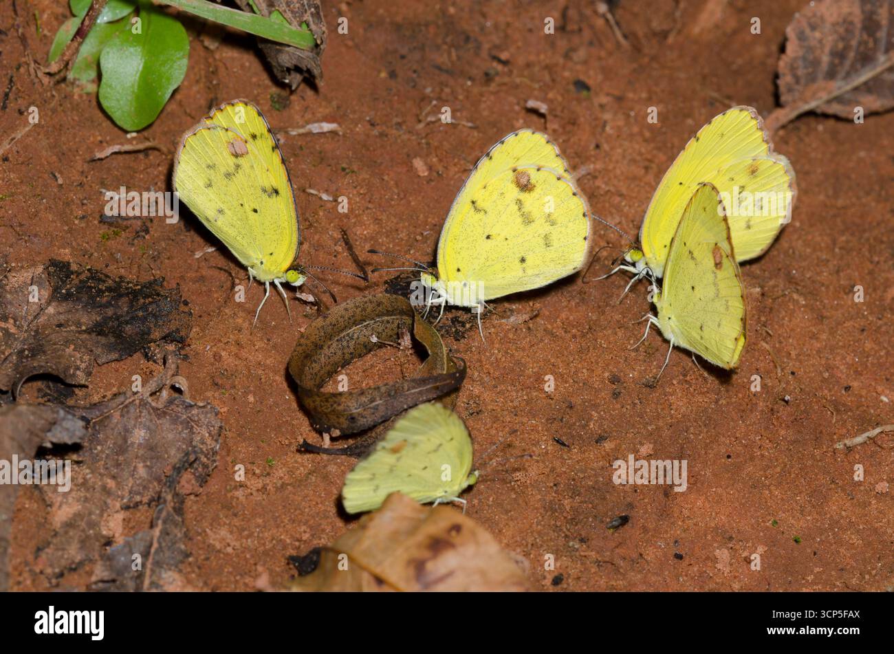Yellow piccoli, Pirisitia lisa, fango-puddling Foto Stock
