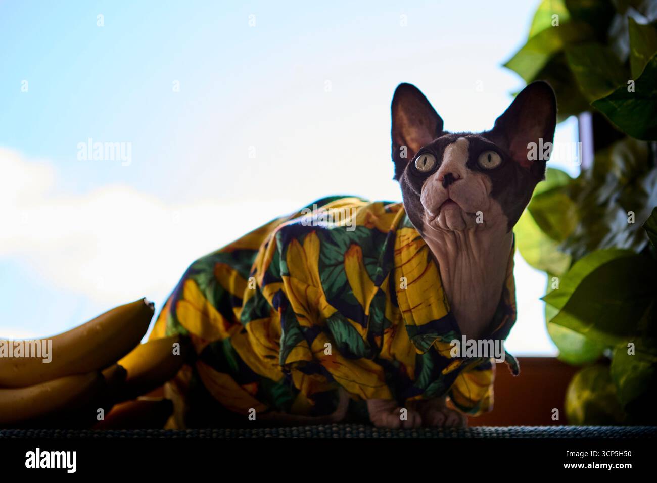 Un gatto senza capelli in una camicia con stampa a banana guarda attraverso la finestra mentre si siede su un davanzale con banane nelle vicinanze. La posa giocosa e la vita da giorno al chiuso Foto Stock