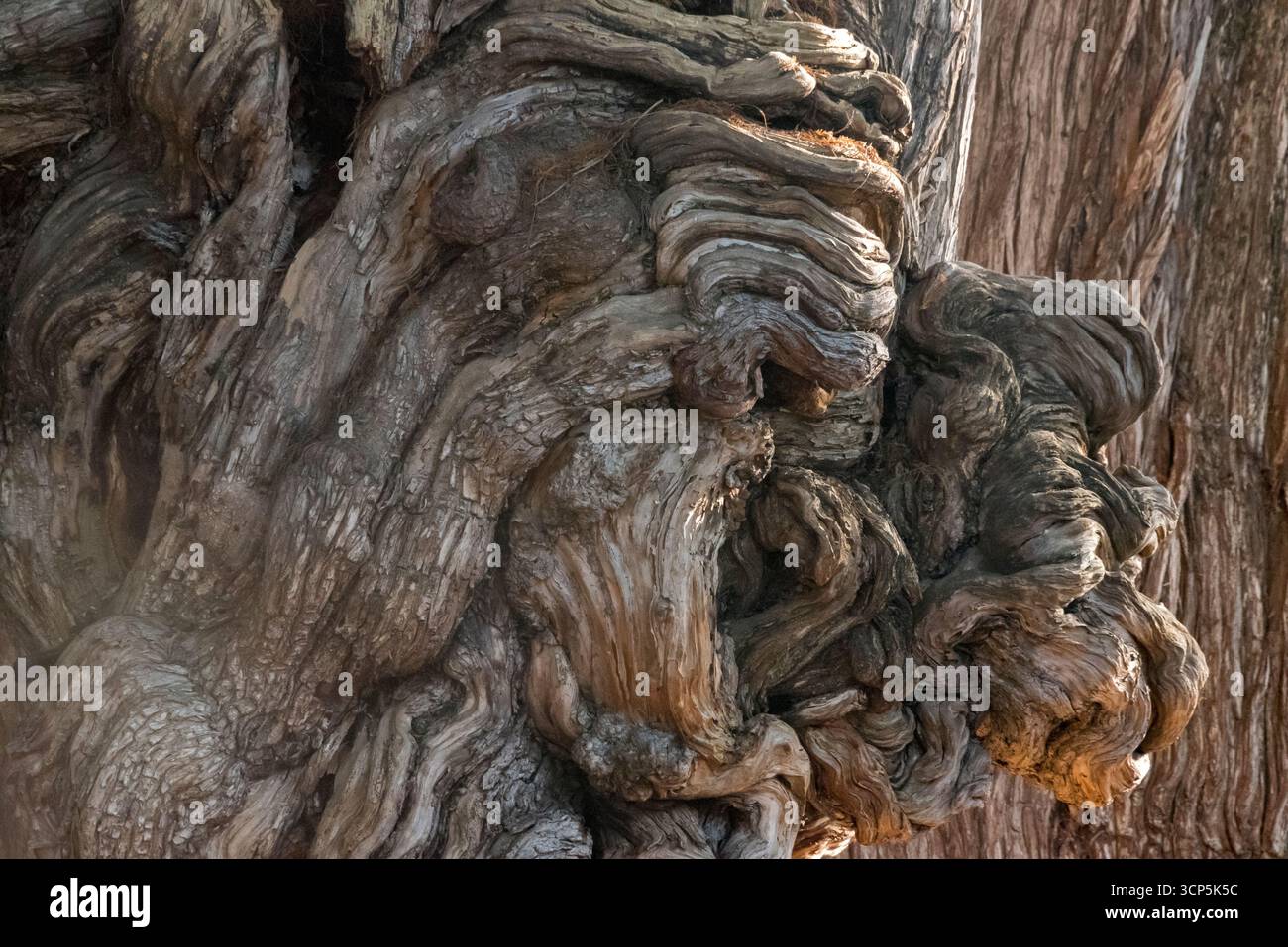 Scene a El Tule e al tempio di Santa María de la Asunción: L'albero più grande del mondo Oaxaca, Messico Foto Stock