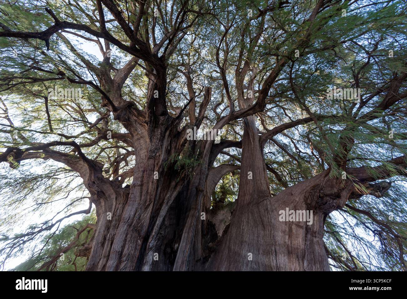 Scene a El Tule e al tempio di Santa María de la Asunción: L'albero più grande del mondo Oaxaca, Messico Foto Stock