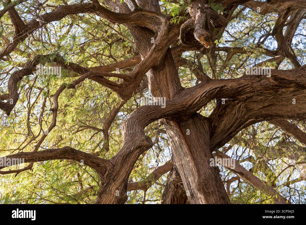 Scene a El Tule e al tempio di Santa María de la Asunción: L'albero più grande del mondo Oaxaca, Messico Foto Stock