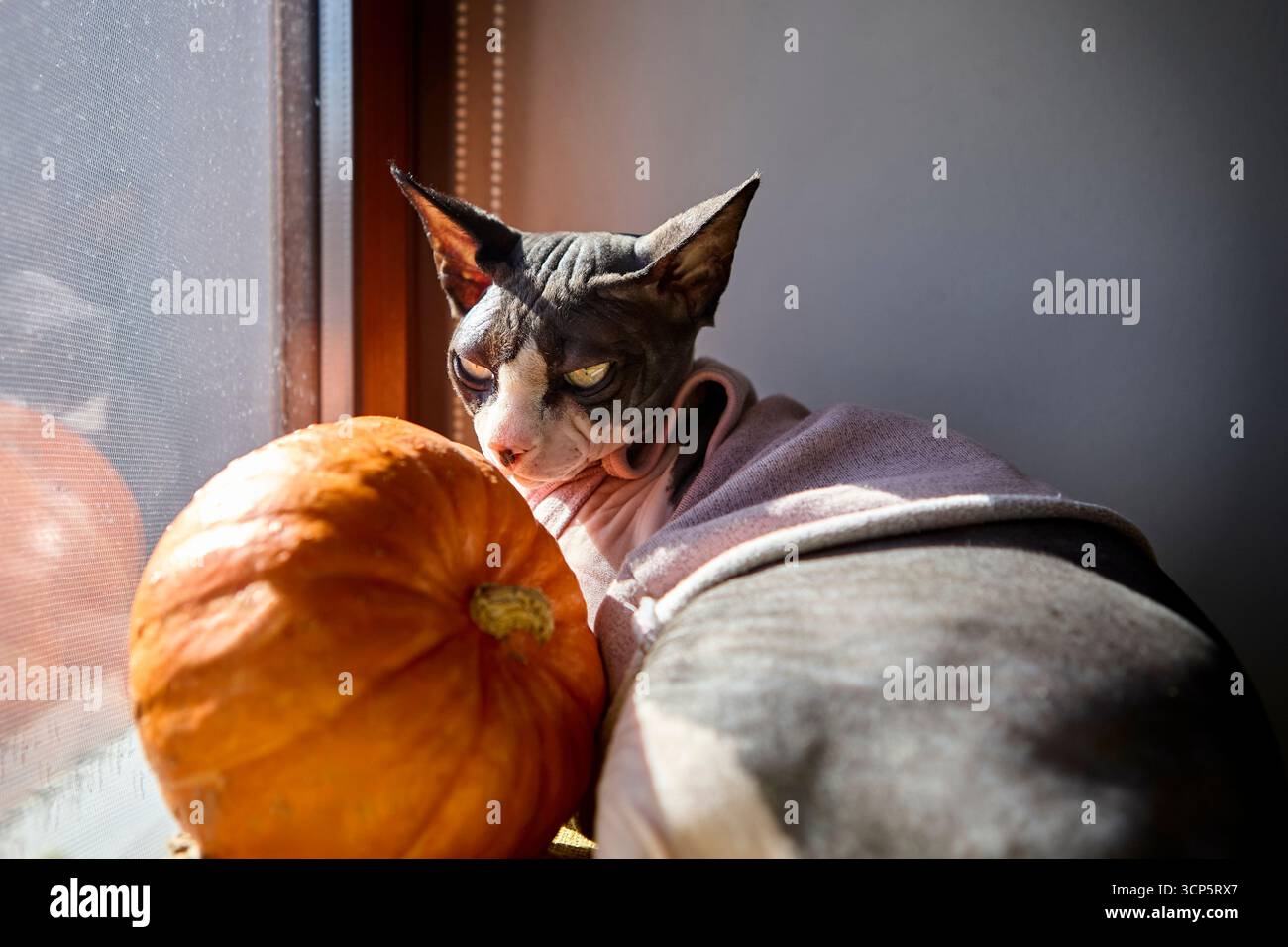 Gatto canadese senza capelli che indossa un maglione adagiato accanto a una zucca su un davanzale con luce naturale che illumina la scena interna Foto Stock
