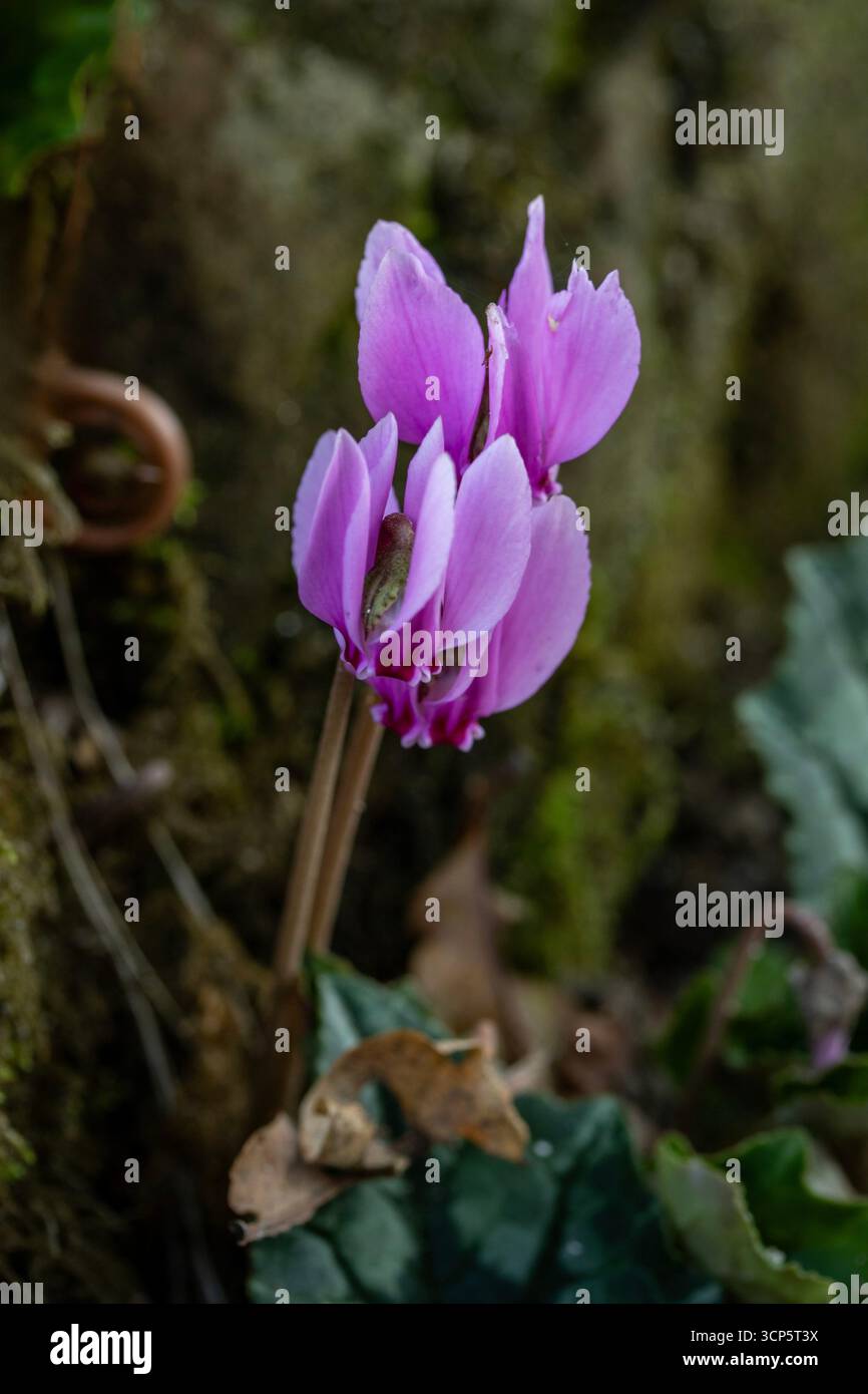 Delizioso Hederifolium ciclamino, ciclamino lievitato di edera, fiorito tra rocce coperte di muschio. Ritratto naturale di piante in fiore da vicino. Adorabile, Luminous Foto Stock