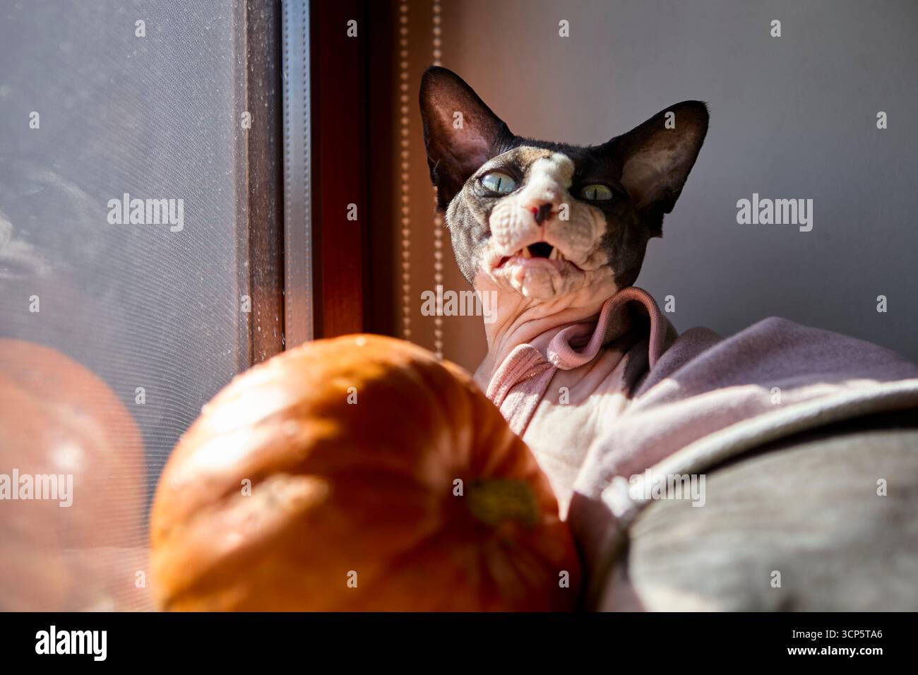 Gatto senza capelli in abiti rosa che riposa dalla zucca arancione con la luce del sole che splende attraverso la finestra in un ambiente interno accogliente Foto Stock