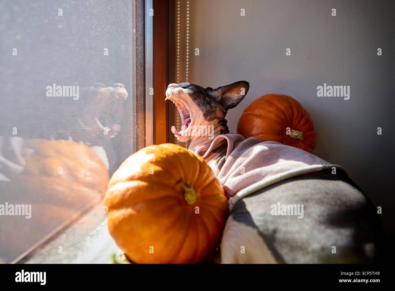 Gatto Sphynx che riposa vicino a due zucche sul pannello della finestra con una luce soffusa e un'atmosfera accogliente Foto Stock