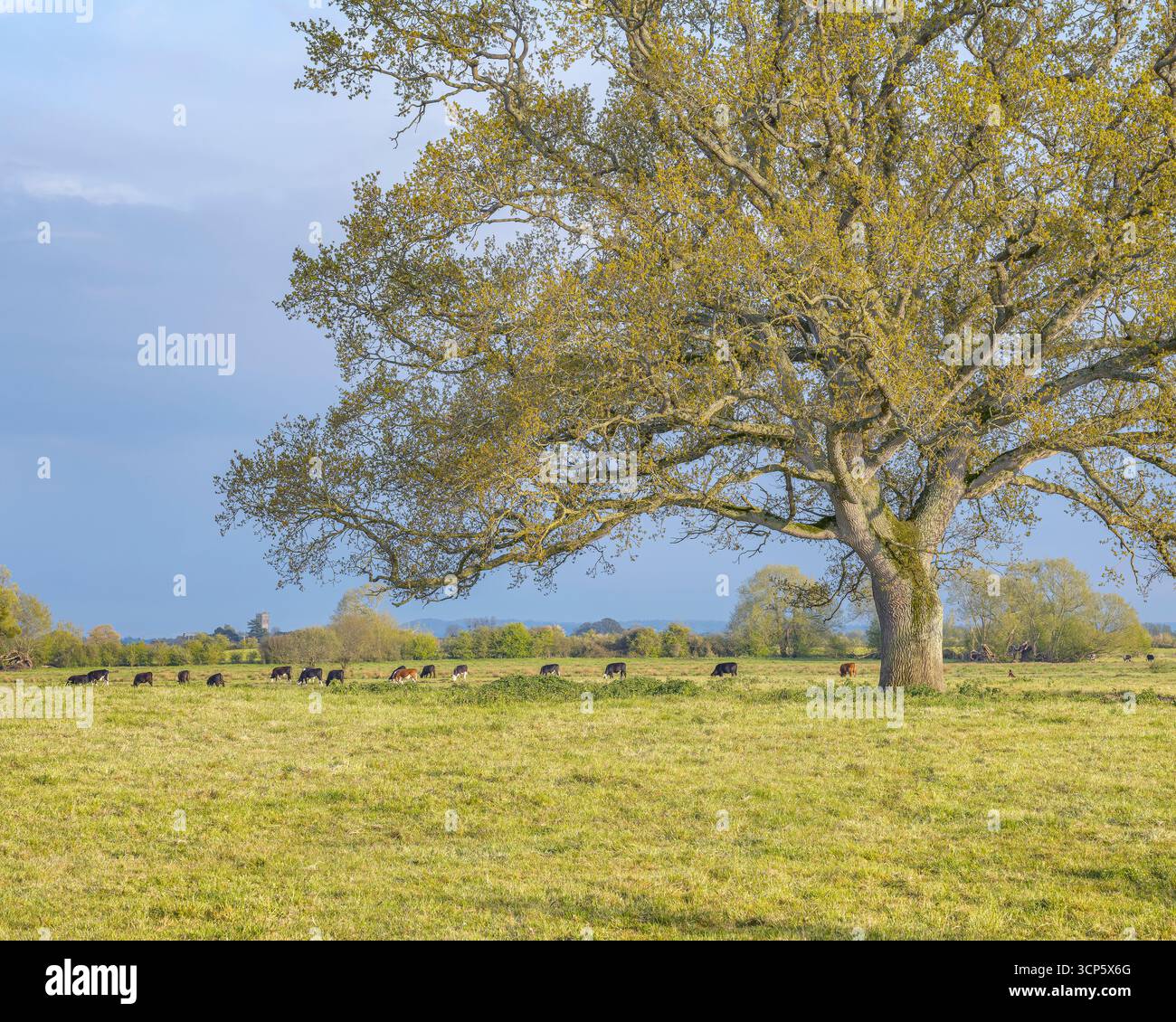 Livello Huish a Langport, Somerset Foto Stock