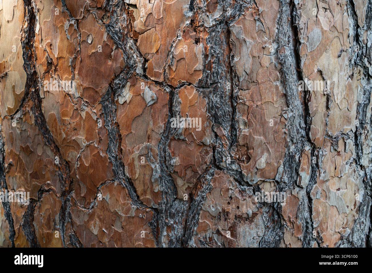 Trama ravvicinata della corteccia degli alberi con motivi naturali e crepe, perfetta per sfondi e design. Foto Stock