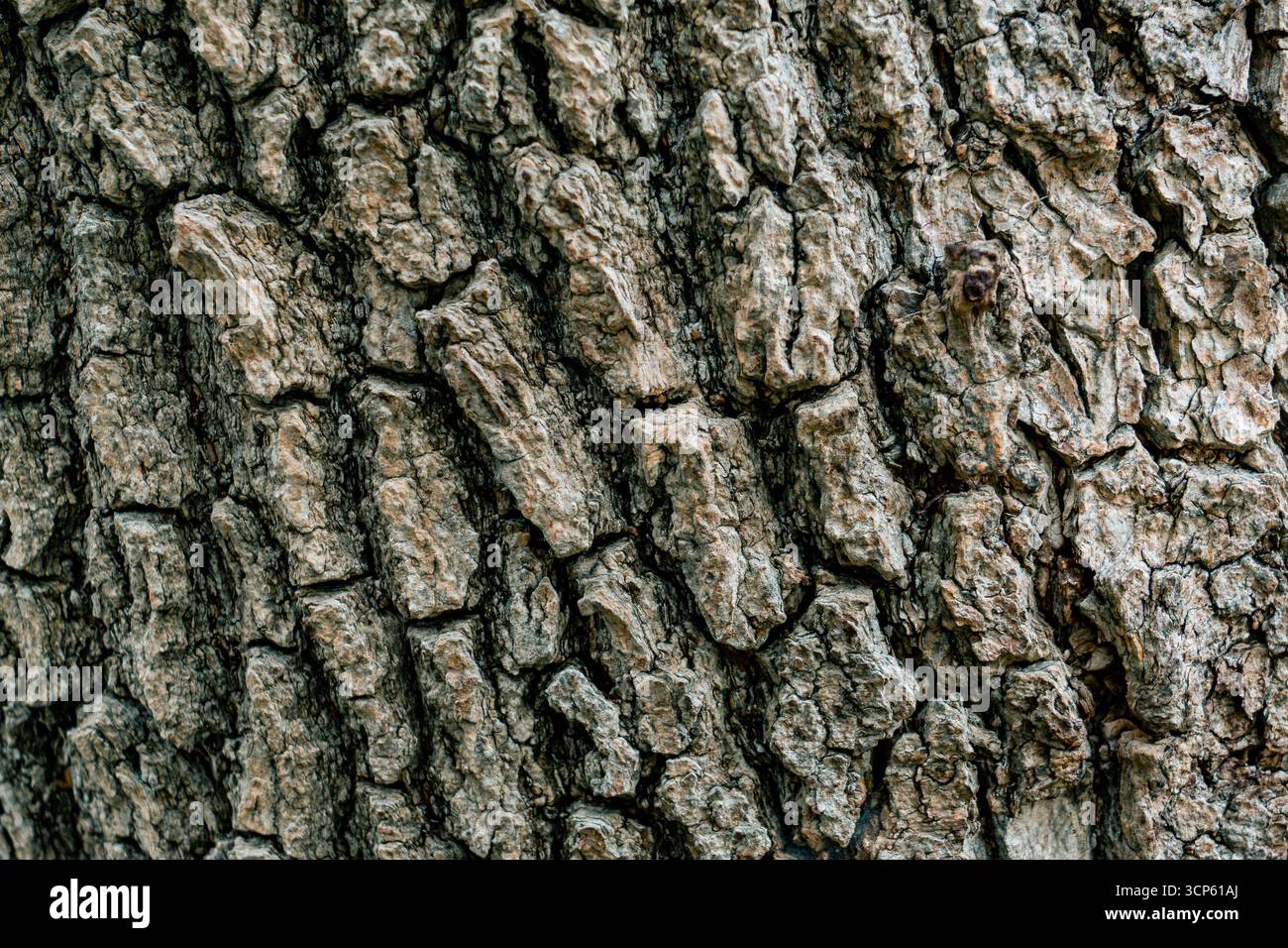 Primo piano della consistenza ruvida della corteccia degli alberi con profonde crepe e motivi naturali, che mostrano i dettagli della superficie in legno invecchiato alla luce del giorno. Foto Stock