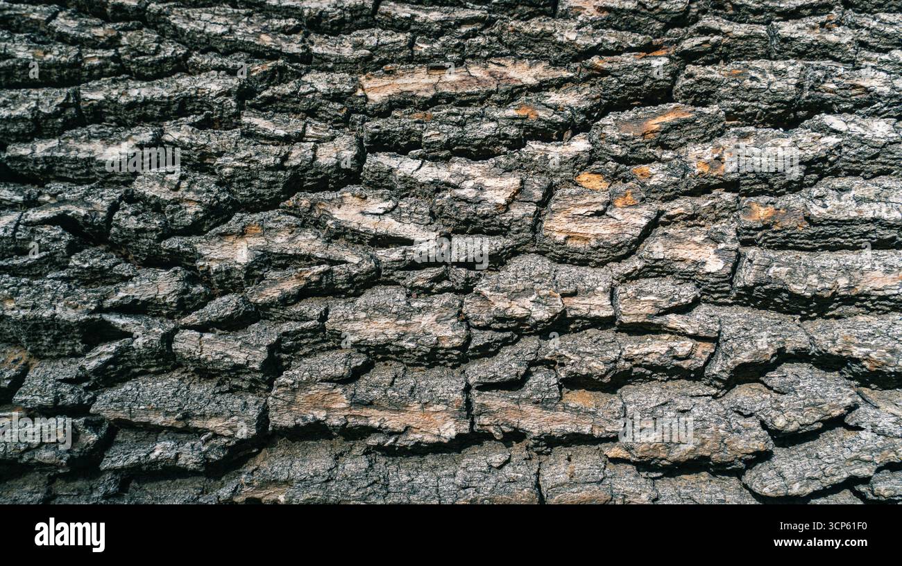 Primo piano della consistenza ruvida della corteccia degli alberi con profonde crepe e motivi naturali, che mostrano i dettagli della superficie in legno invecchiato alla luce del giorno. Foto Stock