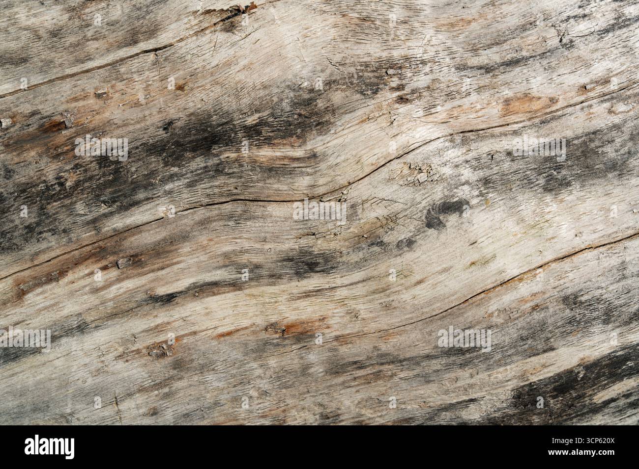 Primo piano di texture in legno intemprato con crepe e venature naturali, ideale per sfondi, progetti di design e motivi rustici. Foto Stock