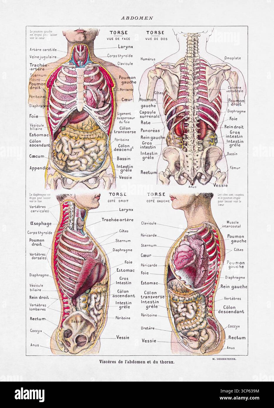 Illustrazione medica di Jacques Maurice Dessertenne sugli organi interni umani di un vecchio dizionario francese. Foto Stock