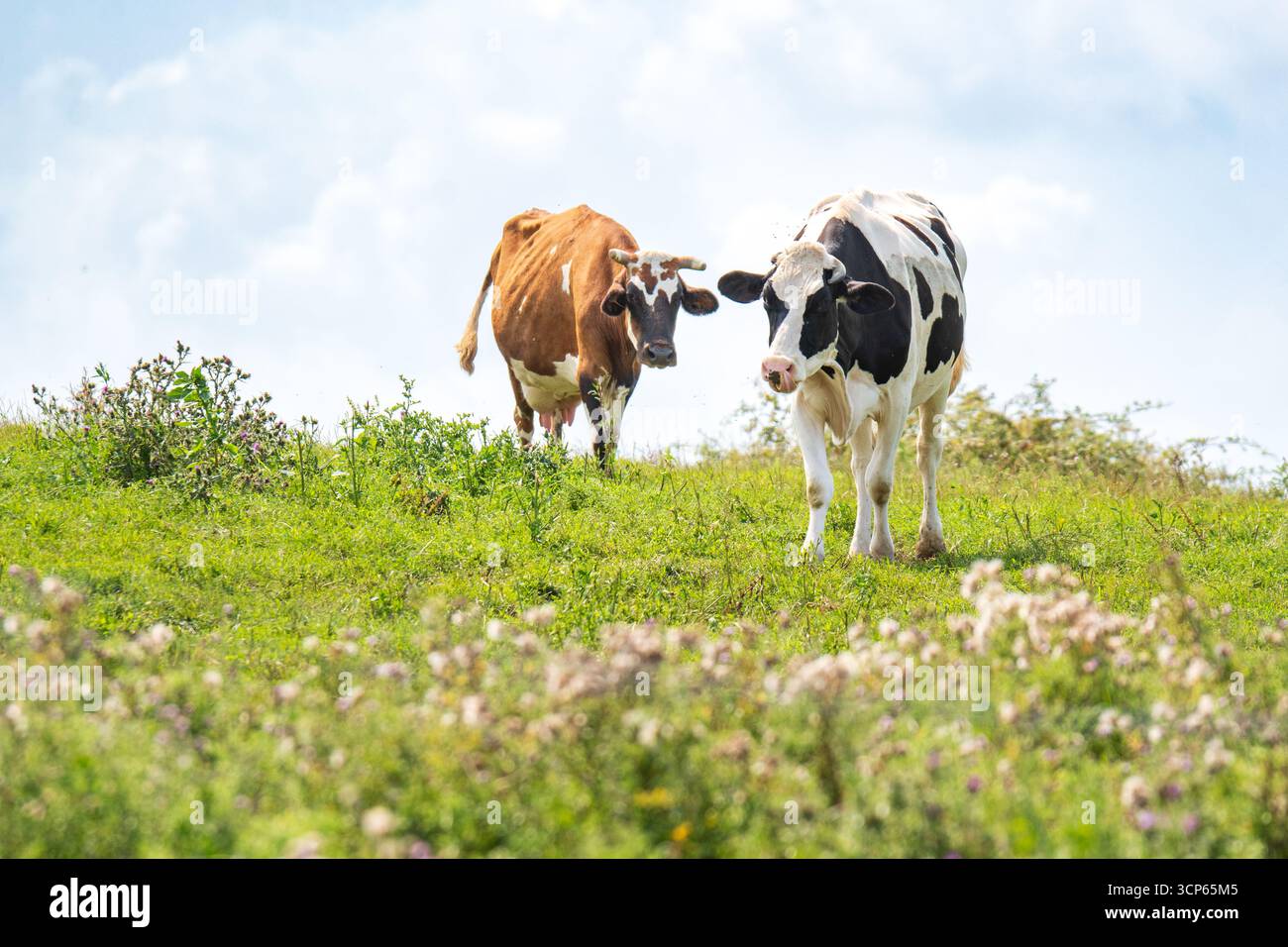 Una mucca Holstein marrone e bianca con un compagno bianco e nero in un prato verde lussureggiante sotto un cielo nuvoloso. Foto Stock