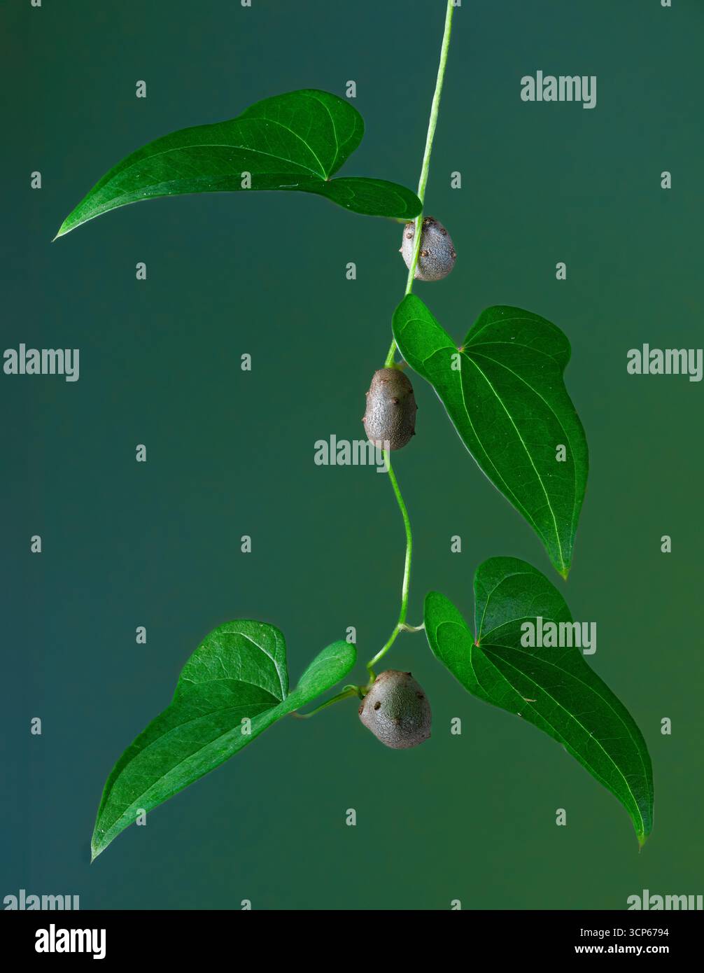 Vite di patata ad aria (Dioscorea bulbifera) che mostra foglie e frutti, che sembrano patate piccole e commestibili; da qui il nome comune. Foto Stock