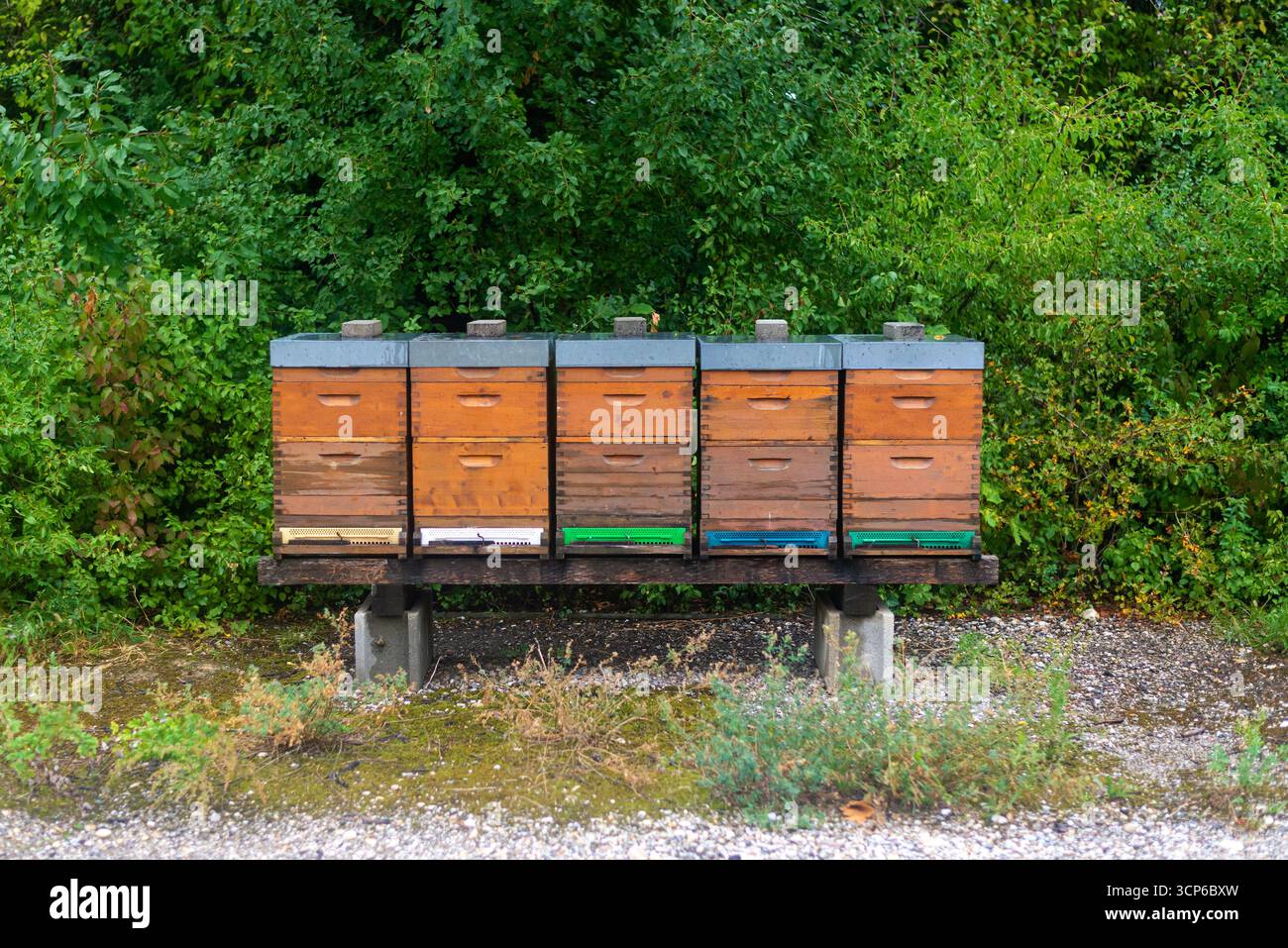 Numerose alveari in legno in un ambiente naturale verde. Apicoltura e produzione di miele nelle campagne rurali. Foto Stock