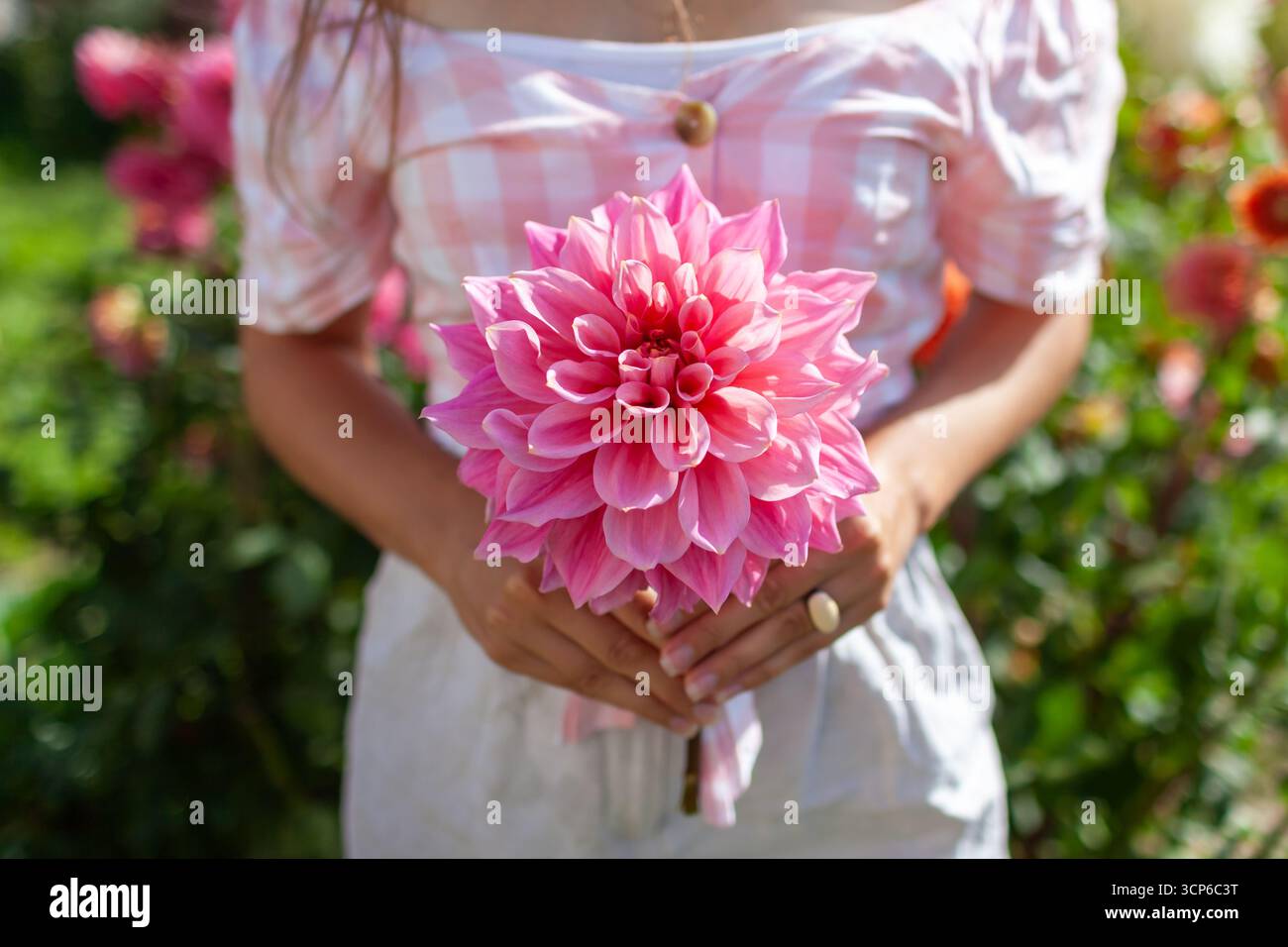 Donna giardiniere che tiene un grande piatto dahlia nel giardino estivo. Primo piano del fiore rosa nelle mani dell'agricoltore nel campo. Foto Stock
