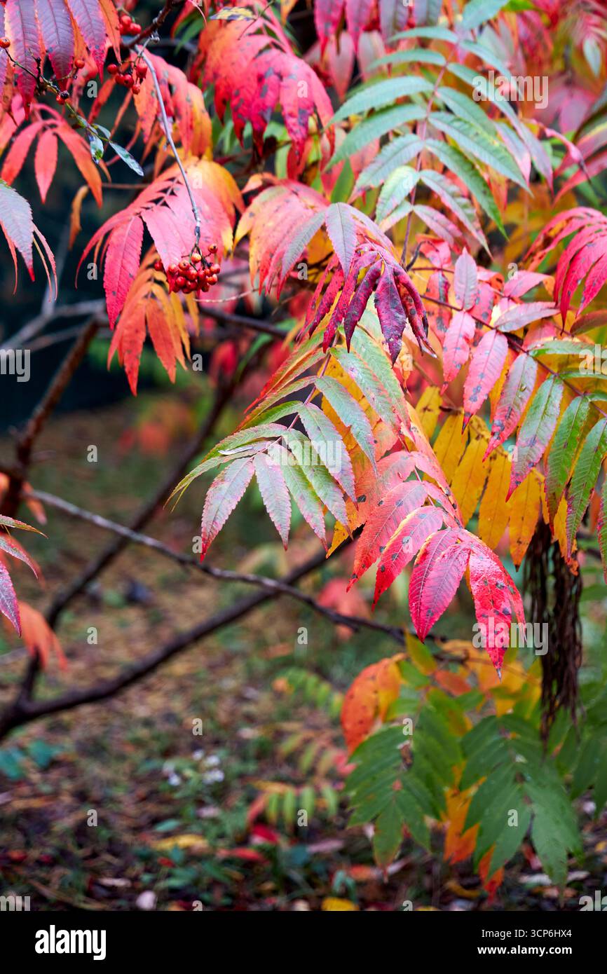 Colorato fogliame autunnale con vivaci foglie rosse, gialle e verdi. Sfondo autunnale stagionale, primo piano della natura, perfetto per ecologia, ambiente, terre Foto Stock