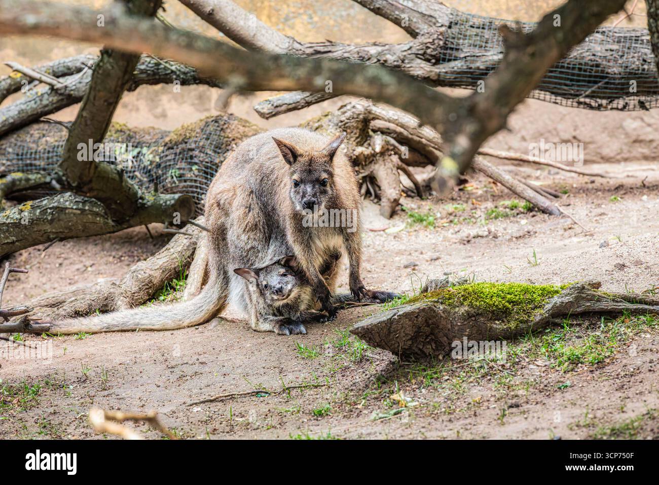 Una donna Wallaby dal collo rosso con una Joey Foto Stock