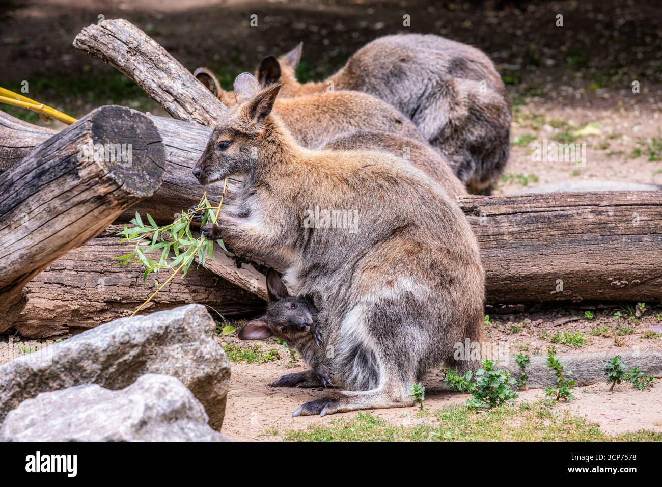 Una donna Wallaby dal collo rosso con una Joey Foto Stock