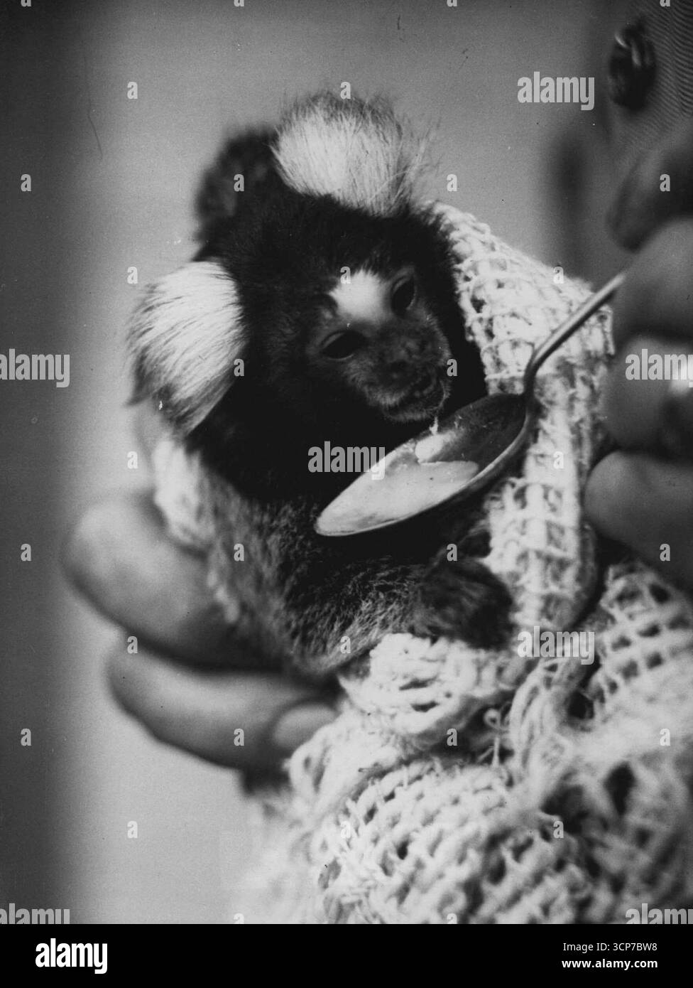 Nutrimento - dalla 'A' alla Zeeta -- la giovane donna saggia è la Zeeta, marmoset sudamericano avvolto calorosamente, che prende le sue vitamine da un cucchiaio allo Zoo di Londra. Zeeta festeggia il suo quinto inverno allo Zoo. 29 gennaio 1953. (Foto di Reuterphoto). Foto Stock