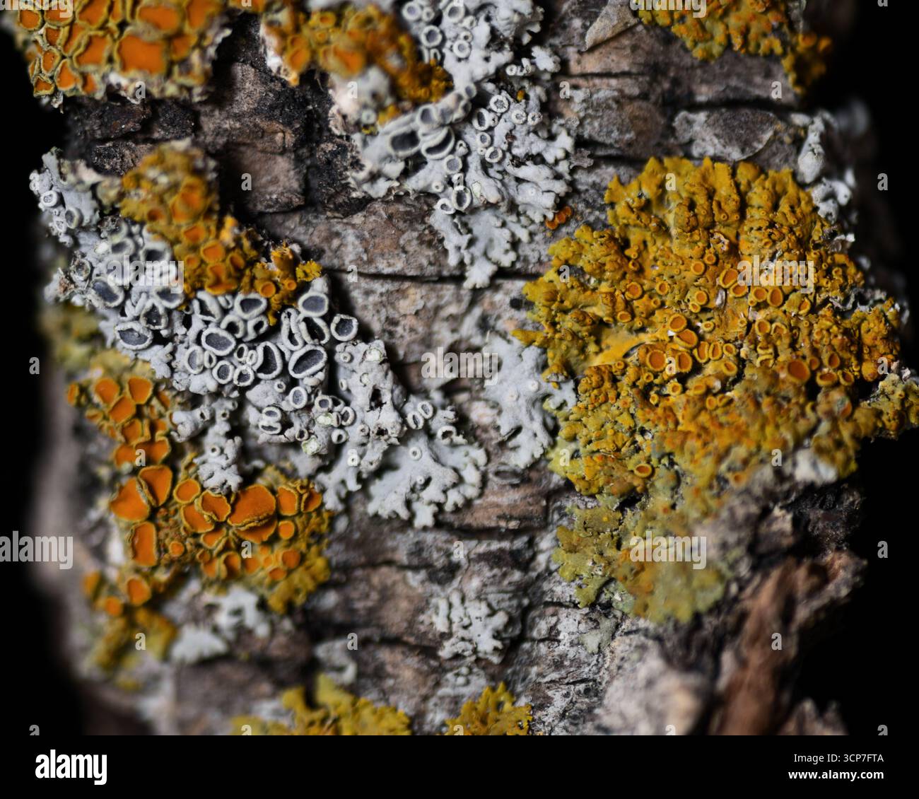 Il lichene cresce in crosta su un pezzo di corteccia di alberi trovato a Calgary, Alberta, Canada. Questa foto macro mostra diverse specie di licheni in diversi colori. Foto Stock