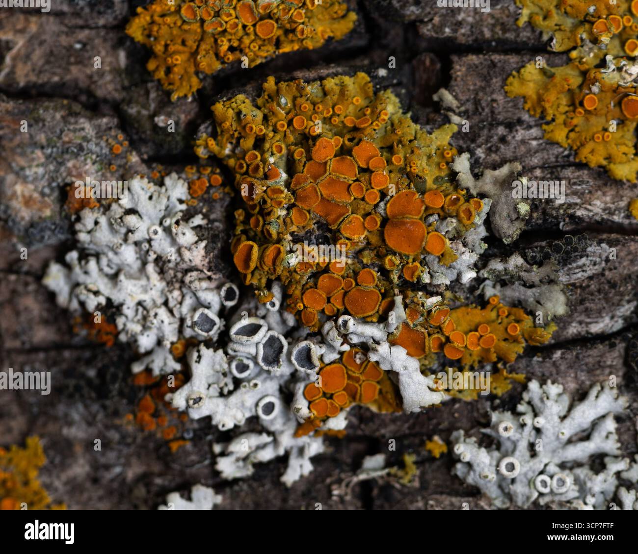 Il lichene cresce in crosta su un pezzo di corteccia di alberi trovato a Calgary, Alberta, Canada. Questa foto macro mostra diverse specie di licheni in diversi colori. Foto Stock