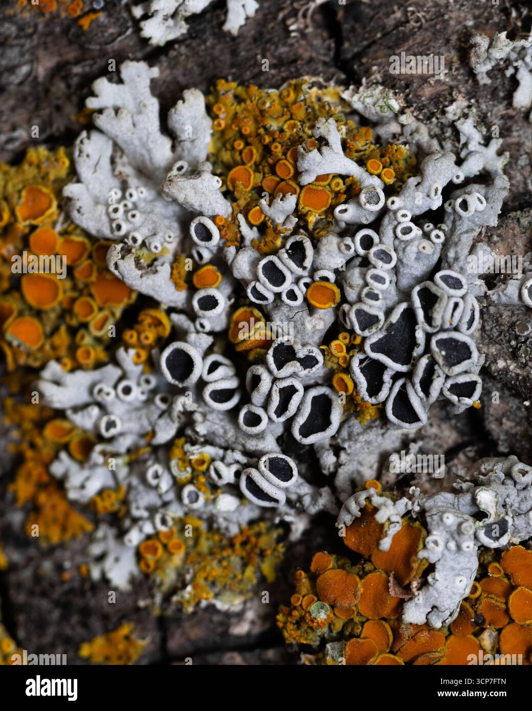 Il lichene cresce in crosta su un pezzo di corteccia di alberi trovato a Calgary, Alberta, Canada. Questa foto macro mostra diverse specie di licheni in diversi colori. Foto Stock