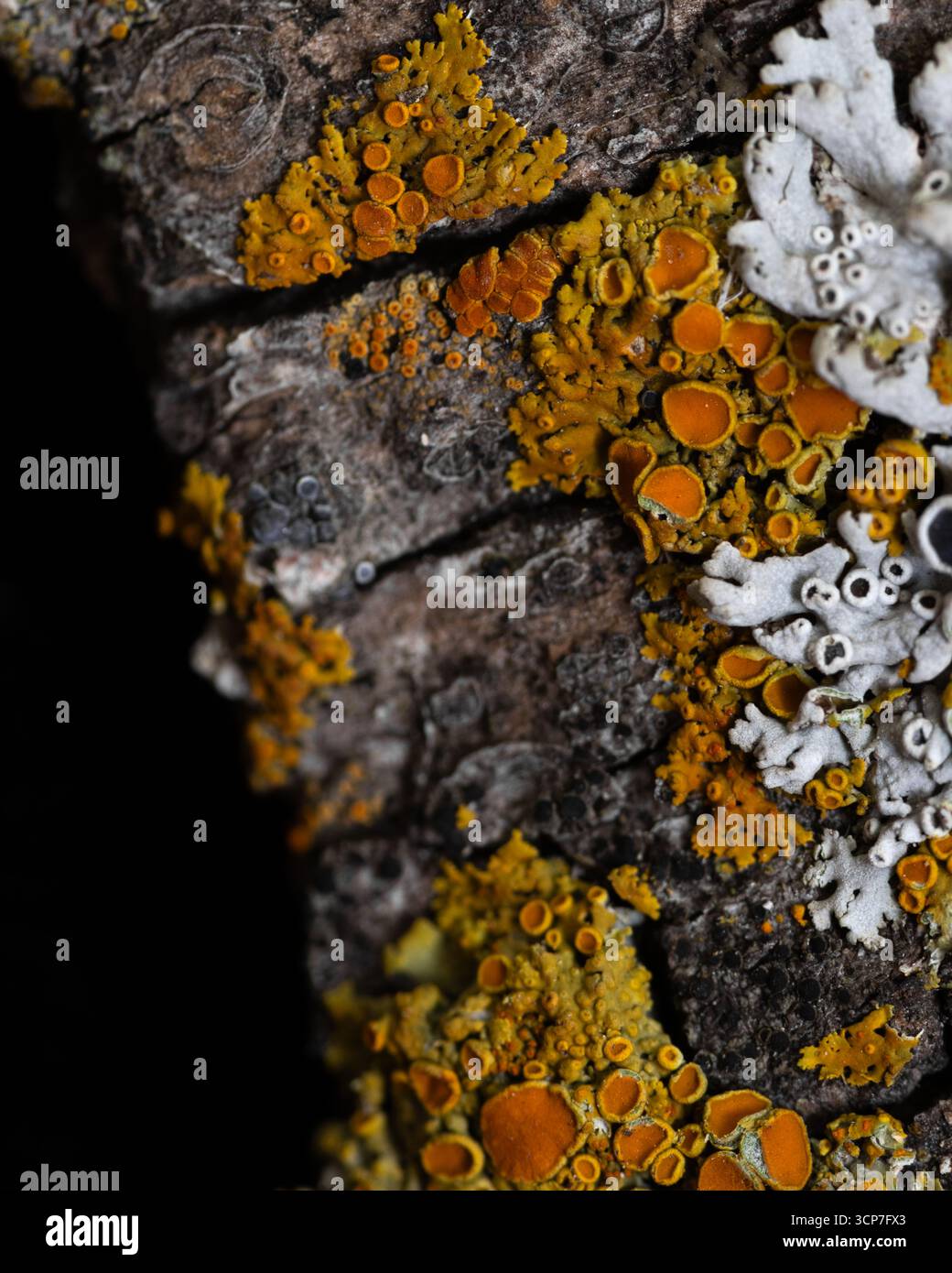 Il lichene cresce in crosta su un pezzo di corteccia di alberi trovato a Calgary, Alberta, Canada. Questa foto macro mostra diverse specie di licheni in diversi colori. Foto Stock