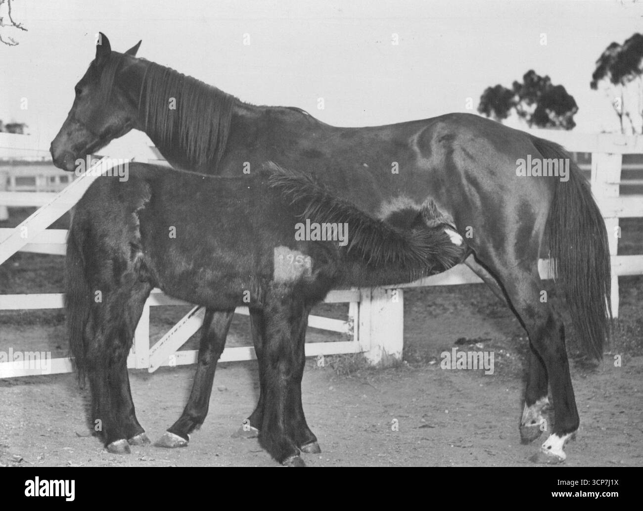 Moni Koura con la 1951 Pony colt che fu in grado di retrocedere. Il suo puledro è stato allevato dal pony mare. 29 settembre 1952. Foto Stock