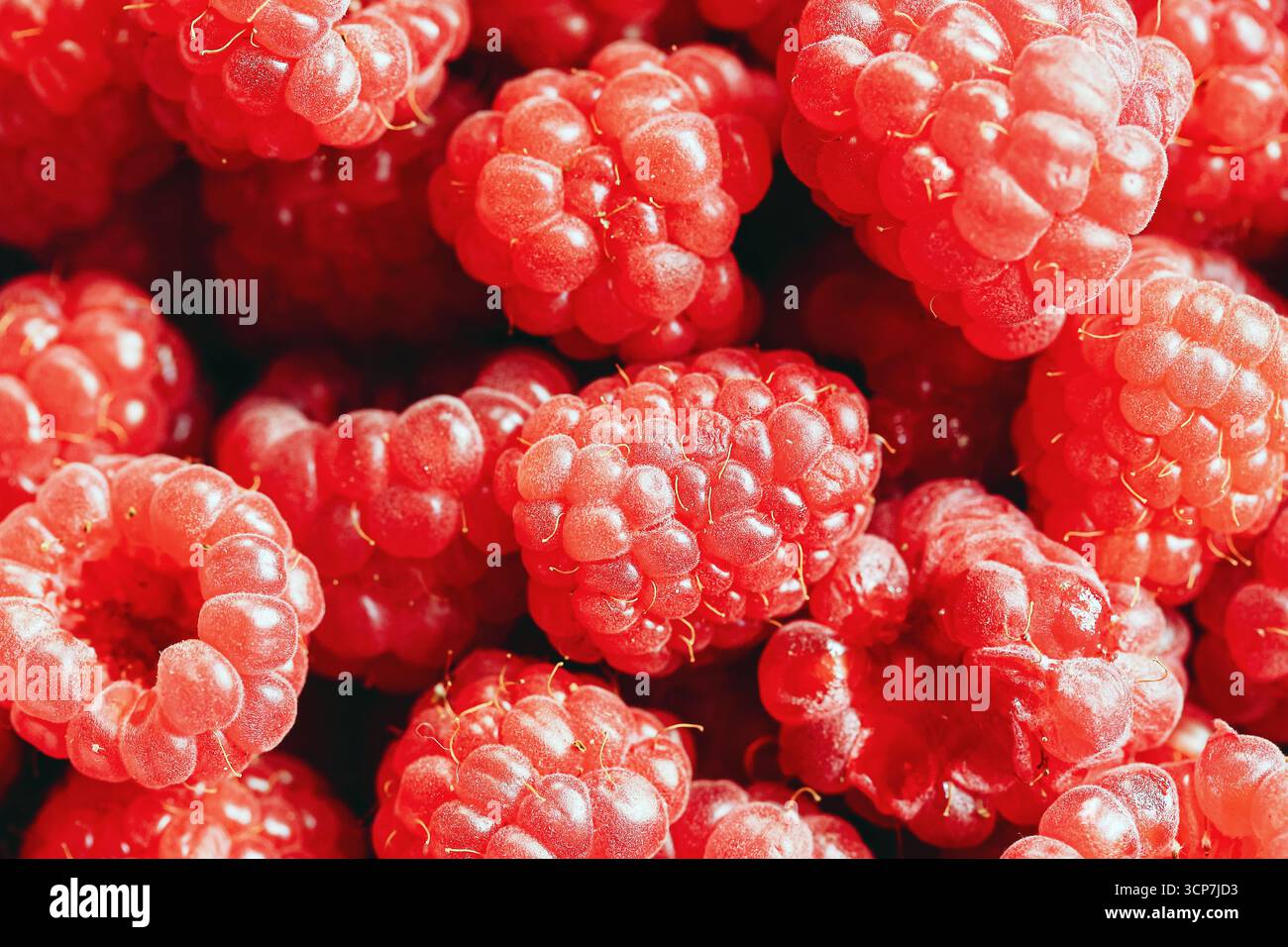 Primo piano di lamponi freschi maturi. Rosso succoso sfondo estivo con frutti di bosco. Frutta organica sana con vitamine naturali. Dolce dessert vegetariano. Foto Stock