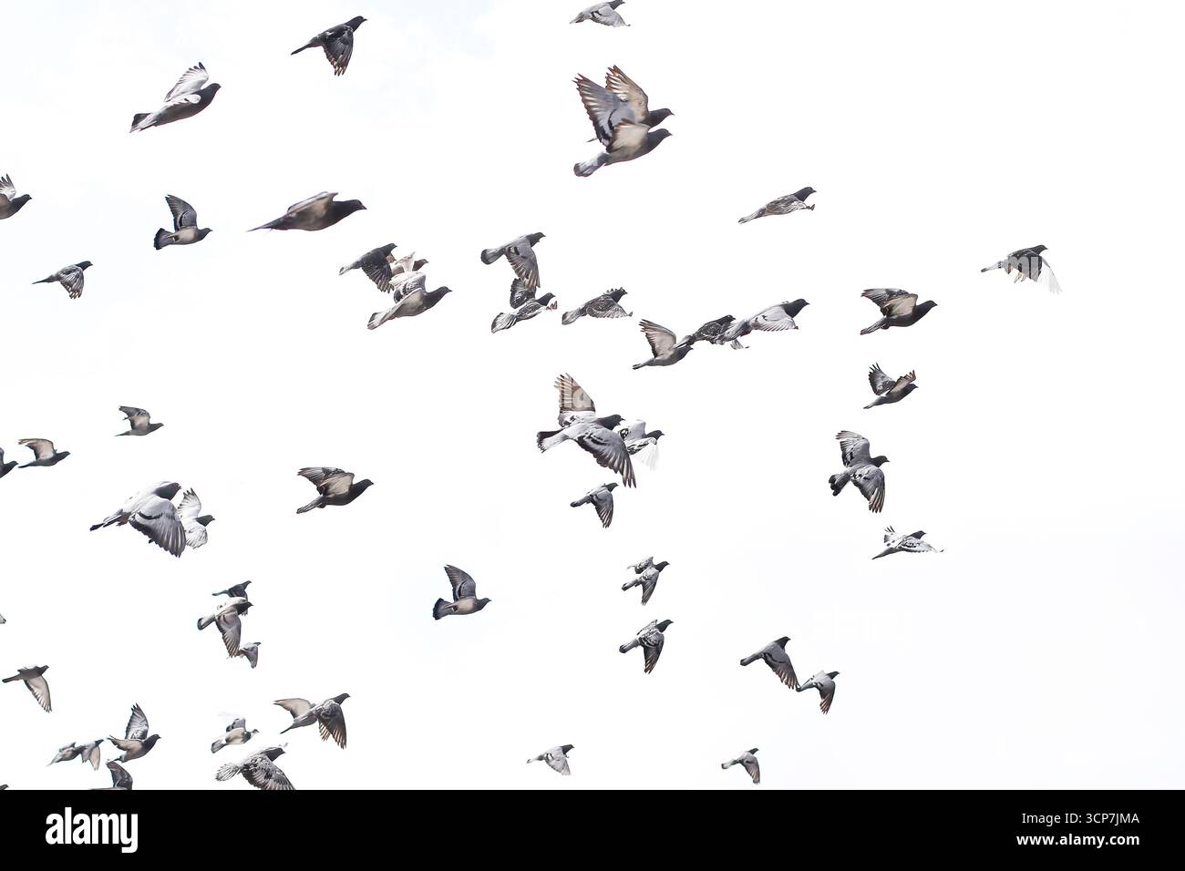 Stormo di uccelli che volano in cielo. Gruppo di piccioni in movimento su sfondo bianco nuvoloso. Simbolo naturale della libertà della fauna selvatica. Concetto di migrazione in natura. Foto Stock