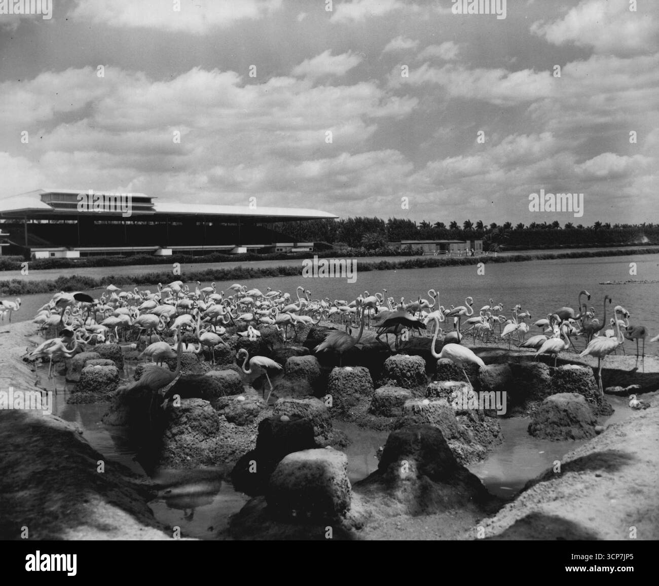 Gli uccelli a zampa lunga e dal collo lungo si muovono tra i loro nidi di fango nel lago di Hialeah Park. Diverse uova, pronte a schiudersi, possono essere viste su mucchi di fango in primo piano. E' la tribuna di Hialeah sullo sfondo. 30 maggio 1952. (Foto di United Press Photo). Foto Stock